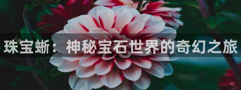 新5宝：珠宝蜥：神秘宝石世界的奇幻之旅