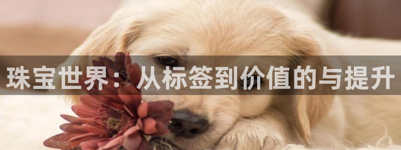 新宝堂新会陈皮5年：珠宝世界：从标签到价值的与提升