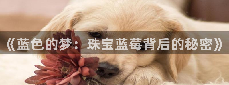 菲律宾新宝5老板：《蓝色的梦：珠宝蓝莓背后的秘密》